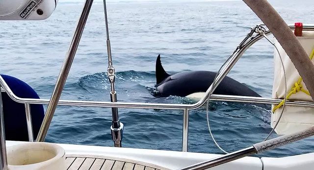 Don’t be pleased to see orcas approaching your boat.