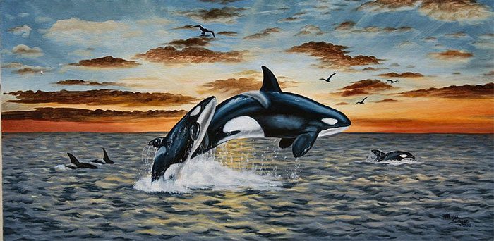 There is a significant lifespan difference between male and female orcas.