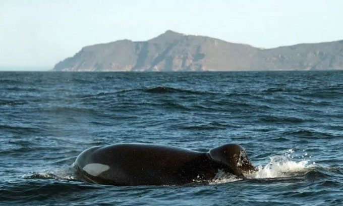 One of the two killer whales, Port and Starboard, swimming off the coast of Western Cape.