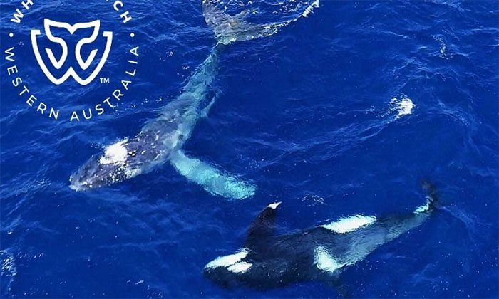During migration season, humpback whales sometimes become prey for orcas.