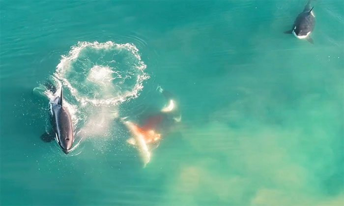 A killer whale emerging from deep waters, grabbing a great white shark.