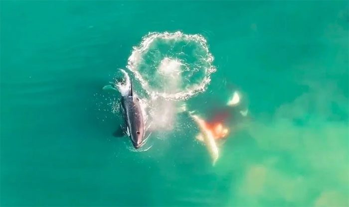 A still from the Discovery video showing orcas hunting great white sharks in South Africa.