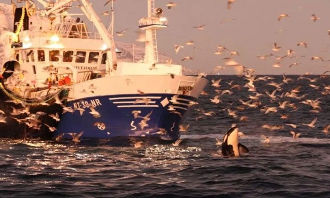 An orca swimming in front of a fishing boat.