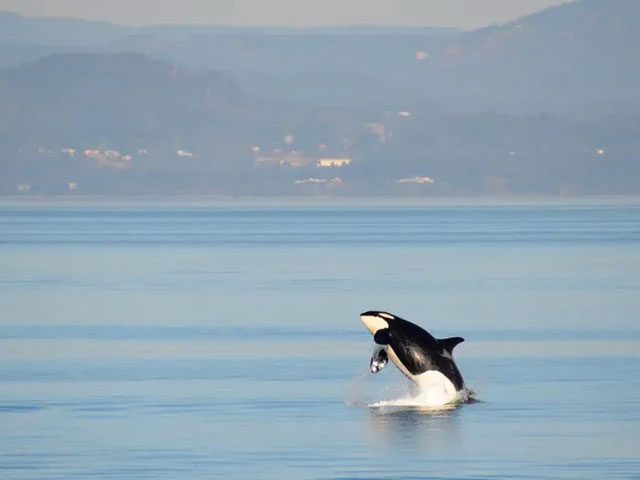 Orcas in the Northwest Pacific.