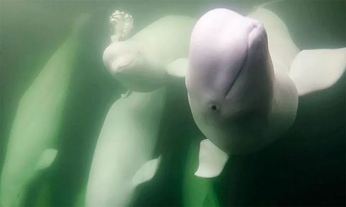 The beluga whales in Hudson Bay are very healthy.