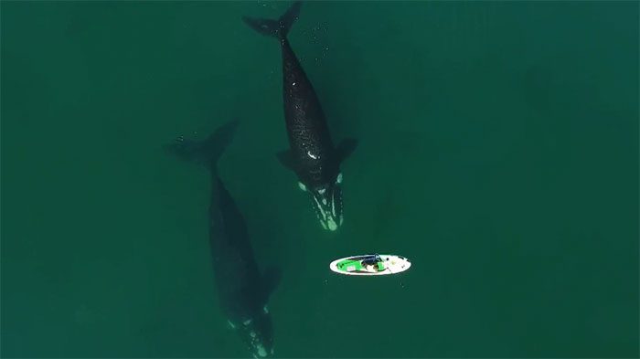 The whale named "Electra" along with her calf has traveled a total of 18,087 km.