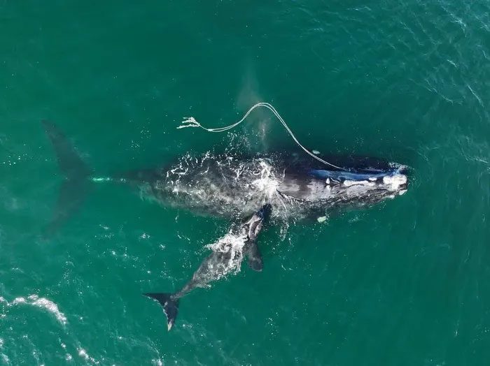 A right whale entangled in rope in 2021.