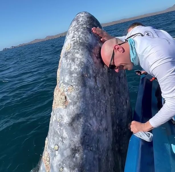 The whale appeared close enough for tourists to touch its massive chin.