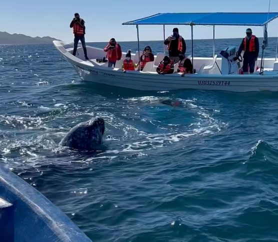 Gray whale approaches the boat.