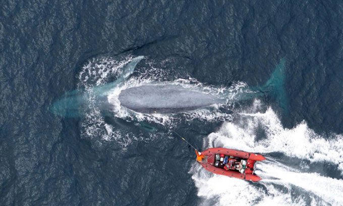 Researchers tag a blue whale for tracking.