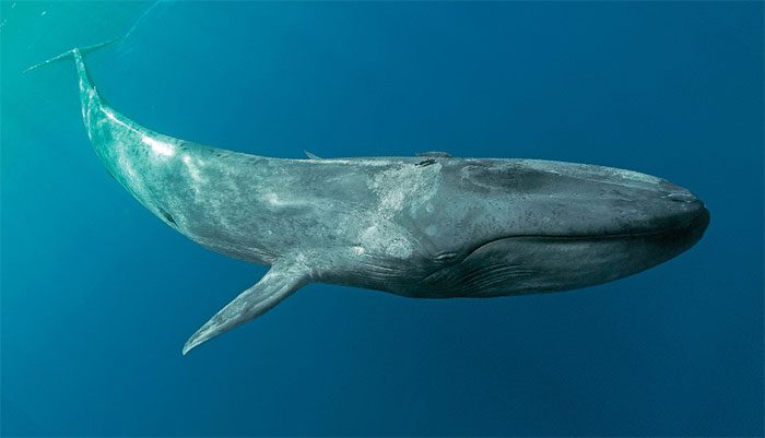 Blue whales are elusive creatures.