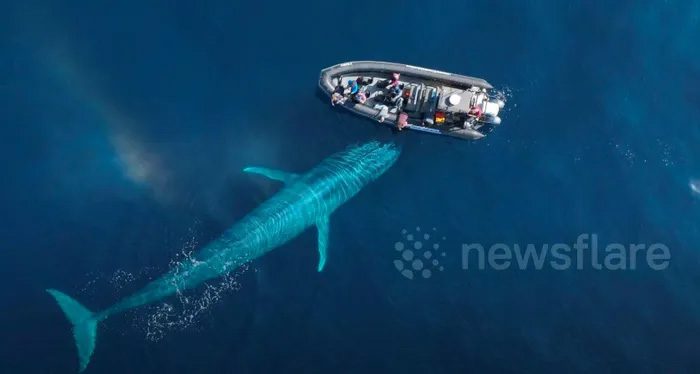 Image of a nearly 30-meter blue whale approaching a tourist boat