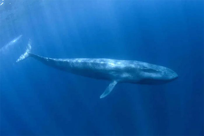 Dwarf Blue Whale