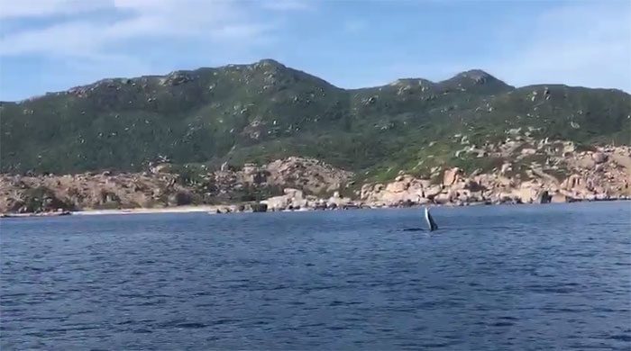 Whale feeding captured by locals in Cam Ranh