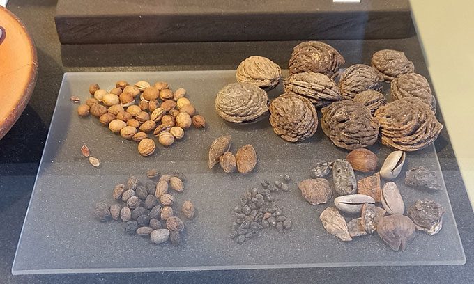 Some types of seeds excavated from the sewer system of the Roman Colosseum.