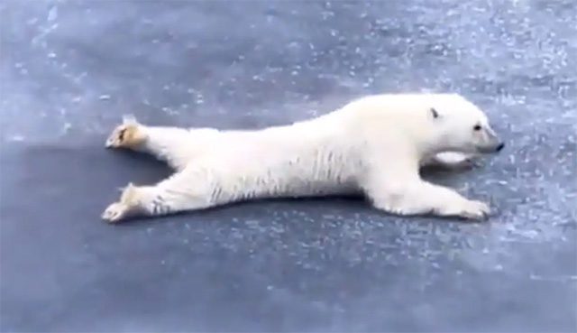 This is how to move across thin ice without breaking it.