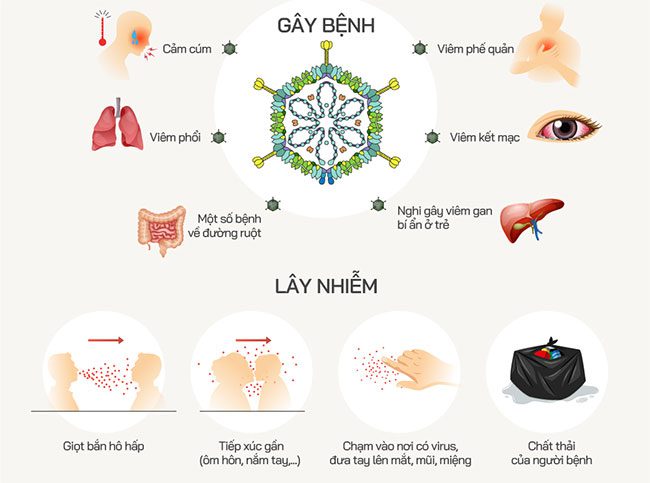 Adenovirus Transmission