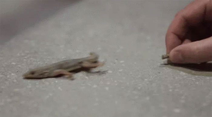 Lizard tail firmly attached under normal conditions but easily detached when threatened.