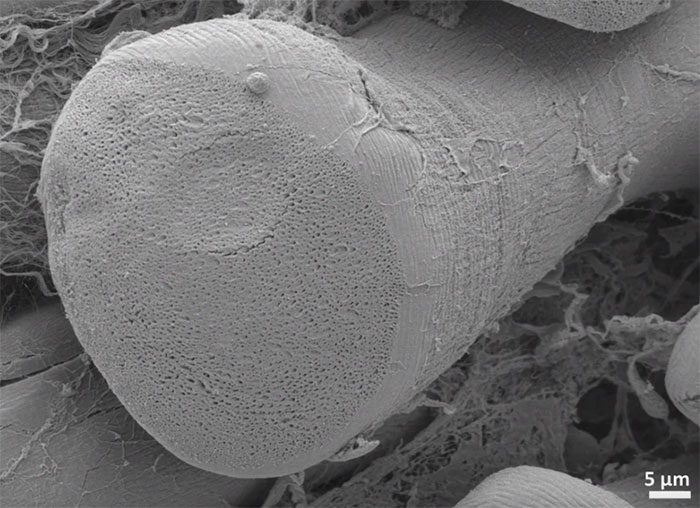 CT scan of lizard tail