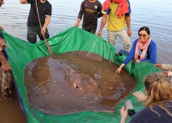 cambodia fishermen catch giant venomous eel in mekong river 120426