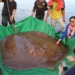 cambodia fishermen catch giant venomous eel in mekong river 120426