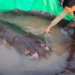 cambodian fishermen catch largest freshwater fish in the world in mekong river 121240