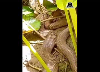 can see hungry snake eating giant snake russell 121185