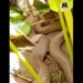 can see hungry snake eating giant snake russell 121185