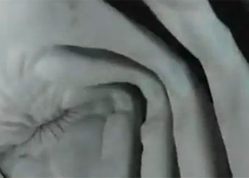can see inside the mouth of the alligator after swallowing the camera 120184