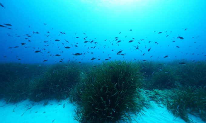 Lush Posidonia oceanica seagrass fields in the Mediterranean.