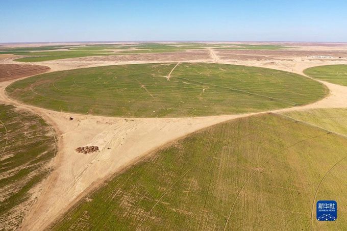 Sugar beet fields in the desert of western Minya province, Egypt.