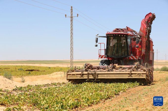 Sugar beet harvester in the Egyptian desert on July 11.