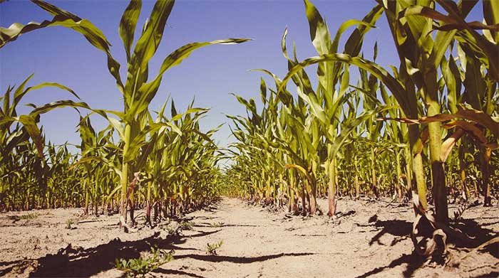 Heat-resistant plants developed to prevent food crises