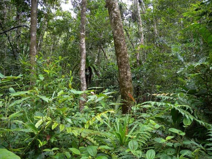 Shady forests are ideal areas for jumping worms to thrive.