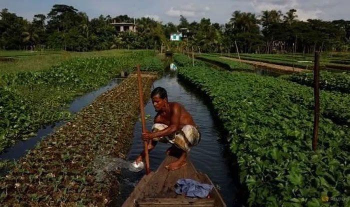 Floating farming model in Pirojpur district