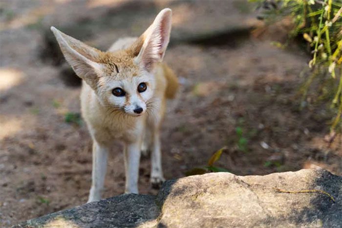 Fennec Fox