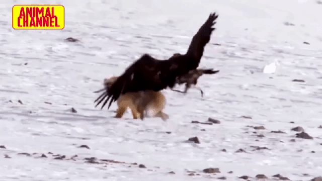The eagle's talons are its deadly weapon for attacking and capturing prey.