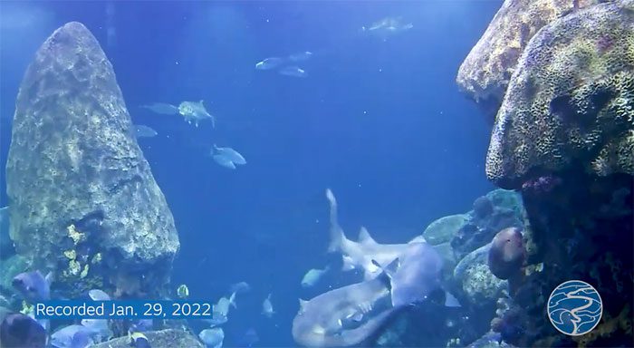 Two sand tiger sharks pairing up.