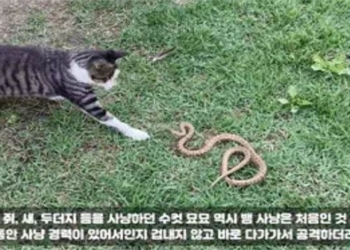 cat constantly pulls mieu rights side of opponent battle ends unexpectedly 118819