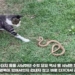 cat constantly pulls mieu rights side of opponent battle ends unexpectedly 118819