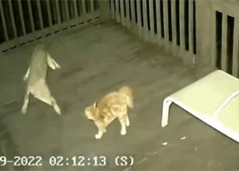 cat escapes death while avoiding a sudden attack from a dog 121223