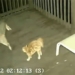 cat escapes death while avoiding a sudden attack from a dog 121223