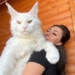 cat kefir white cat in russia is considered the largest in the world 118447