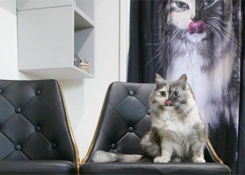cat meets two faced strange famous across social media 118113