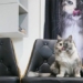 cat meets two faced strange famous across social media 118113