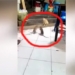 cat so hai chung kien 2 con chuot khong lo danh nhau truoc mat 119488