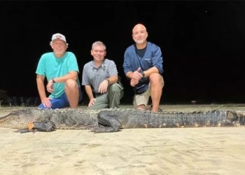 catching alligators longer than 3m can live up to 100 years old 122871