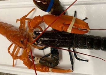 catching european orange crayfish extremely rare 10 million just 1