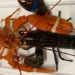 catching european orange crayfish extremely rare 10 million just 1