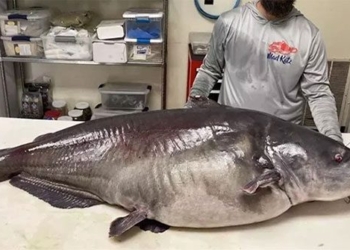 catching monster snapper in america 123231